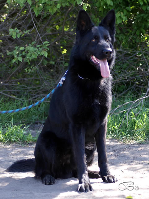 elite protection dogs for sale