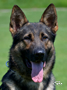 Elite Protection Dog - Xero